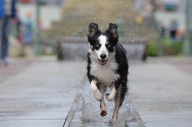 Est-ce que le Border Collie peut rester seul à la maison ?
