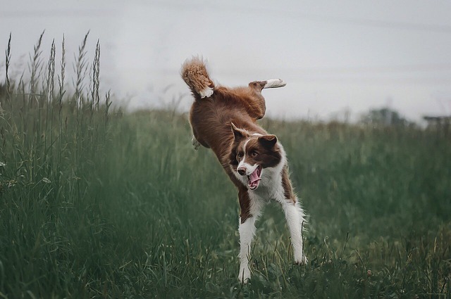 Quel est le prix d'un chiot Border Collie ?