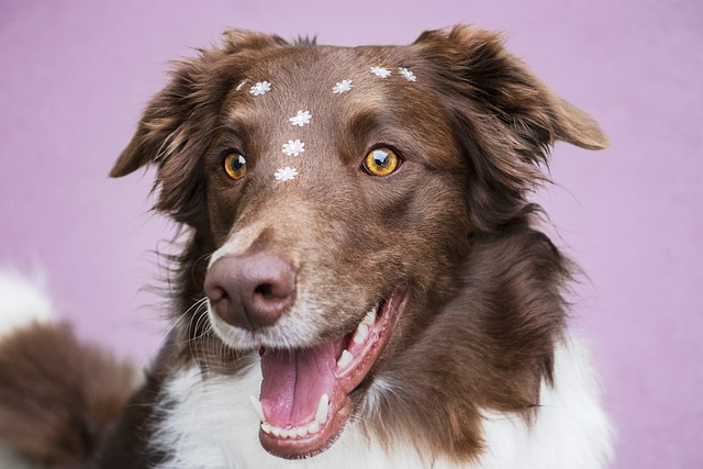 Quels sont les défauts du Border Collie ?