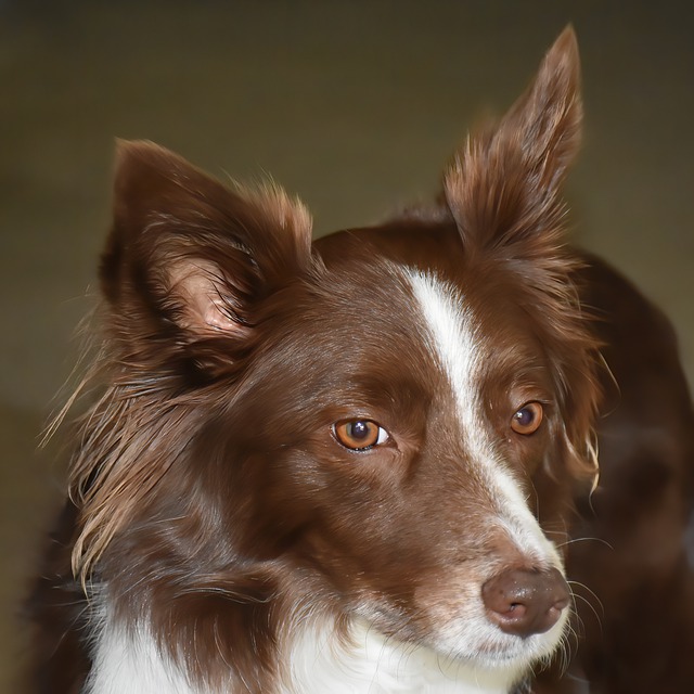 Est-ce que le Border Collie aboie beaucoup ?