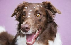 Quels sont les défauts du Border Collie ?