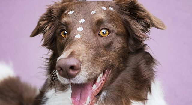 Quels sont les défauts du Border Collie ?