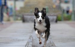 Est-ce que le Border Collie peut rester seul à la maison ?