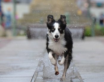 Est-ce que le Border Collie peut rester seul à la maison ?