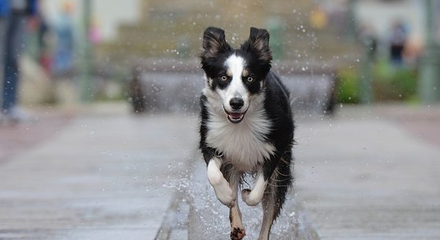 Est-ce que le Border Collie peut rester seul à la maison ?