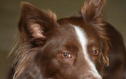 Est-ce que le Border Collie aboie beaucoup ?