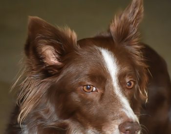 Est-ce que le Border Collie aboie beaucoup ?