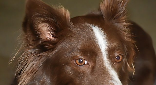 Est-ce que le Border Collie aboie beaucoup ?