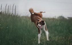 Quel est le prix d&rsquo;un chiot Border Collie ?