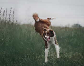 Quel est le prix d&rsquo;un chiot Border Collie ?