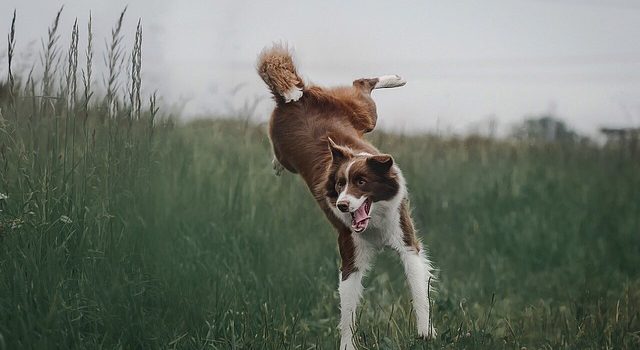 Quel est le prix d&rsquo;un chiot Border Collie ?